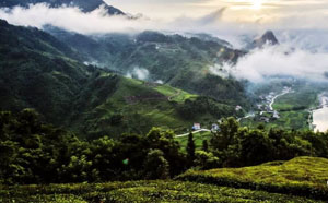 临沧班章昔归茶，来自风光秀丽的忙麓山古树茶