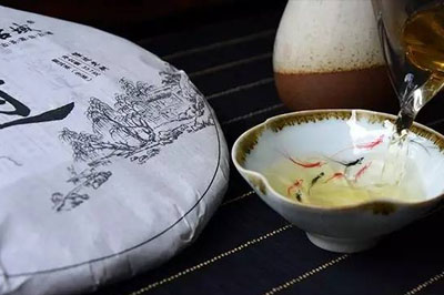 懂过古树与懂过老树的区别