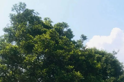 香气成林———耿马香竹林