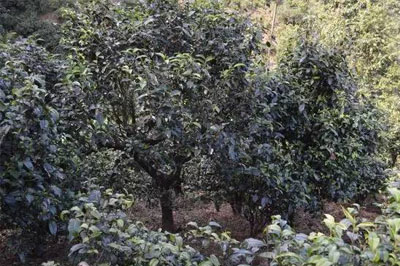 西半山名寨邦改，邦改普洱茶口感特点介绍